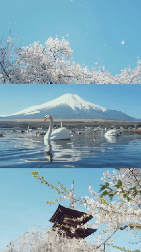 Feather Blossoms | 羽の花 by Ilan Derech