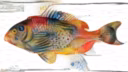 Artificial Natural History