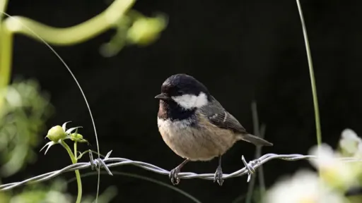 Birds by Jules
