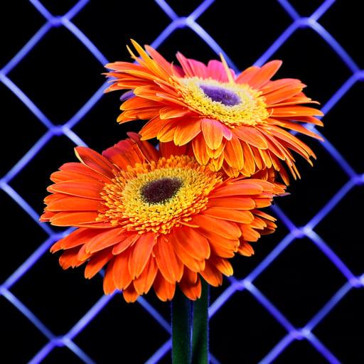 The Flowers Project with Object Fence