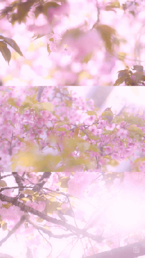 Sakura's Song | 桜の歌 by Ilan Derech